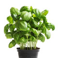 basil